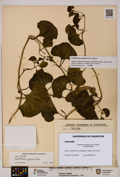 Aristolochia vaginans [Espécimen: ]