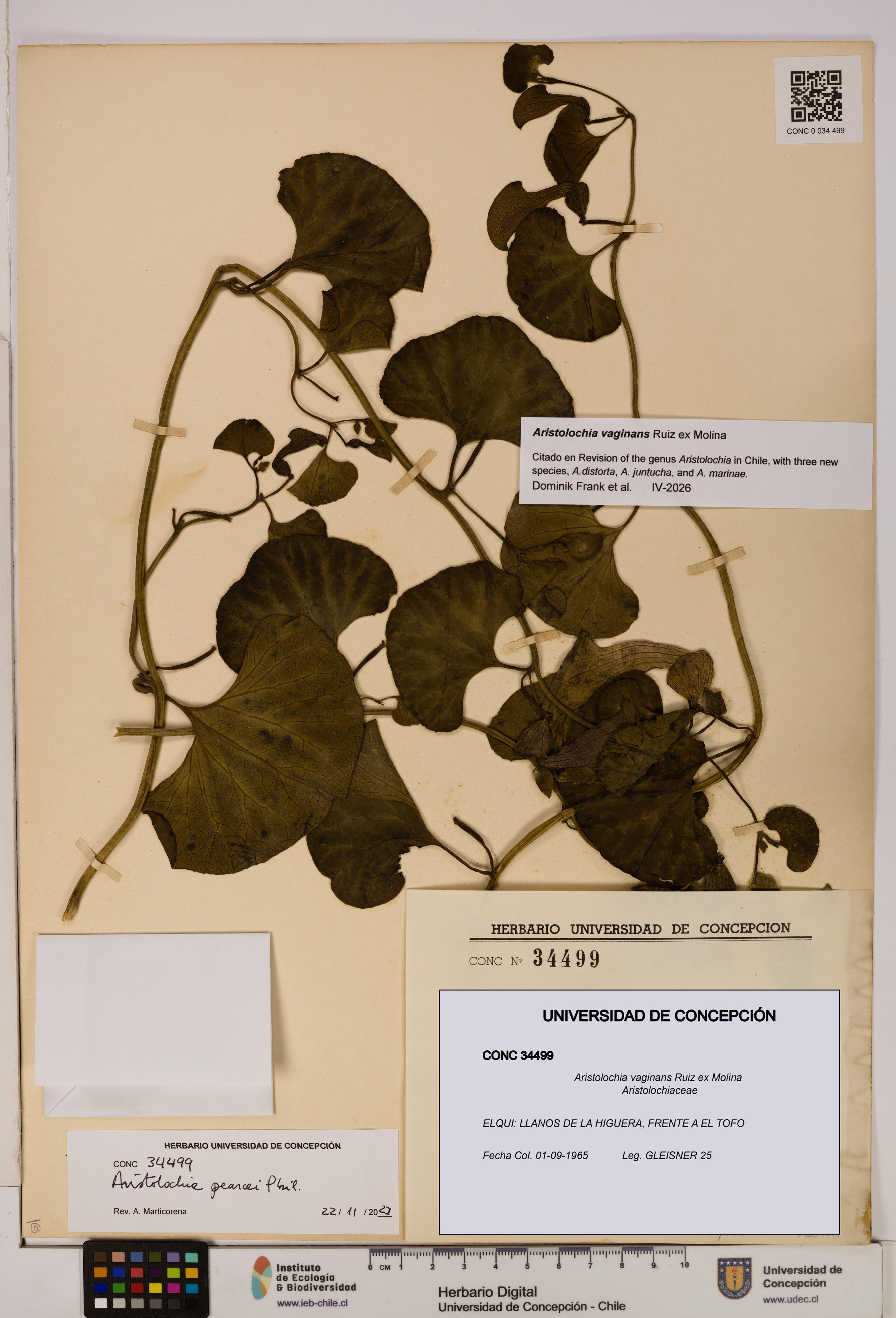 Aristolochia vaginans [Espécimen: ]