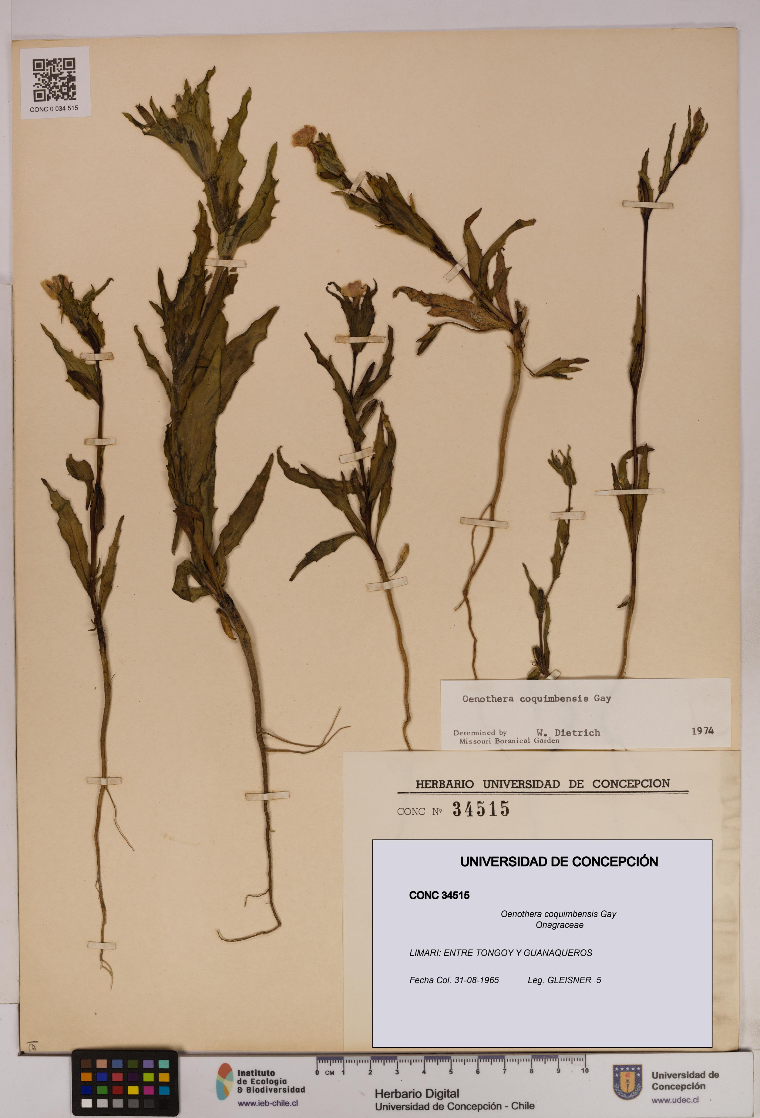 Oenothera coquimbensis [Espécimen: UDEC:CONC:0034515]