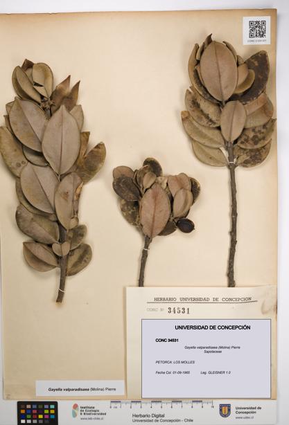 Gayella valparadisaea [Espécimen: UDEC:CONC:0034531]