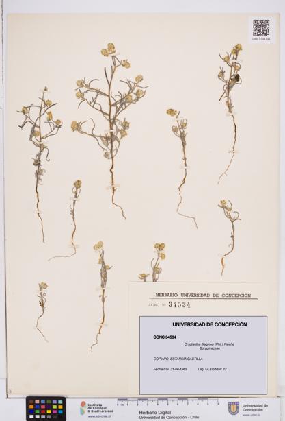 Cryptantha filaginea [Espécimen: ]