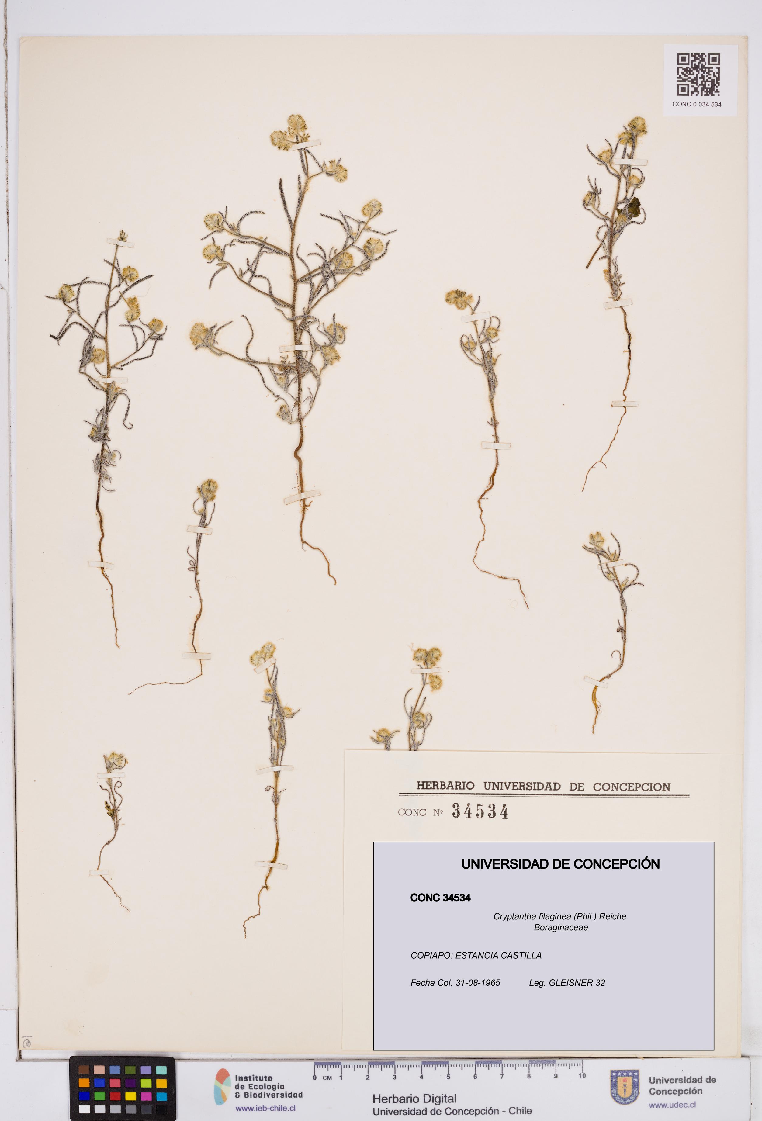 Cryptantha filaginea [Espécimen: ]