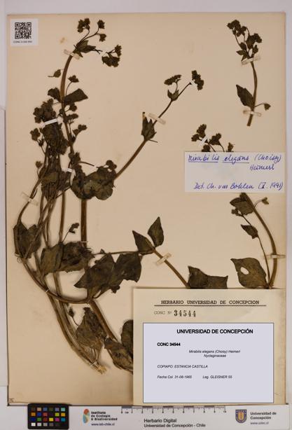 Mirabilis elegans [Espécimen: UDEC:CONC:0034544]