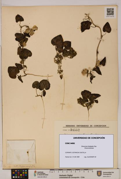 Dioscorea fastigiata [Espécimen: ]
