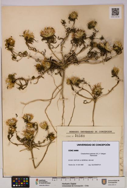 Chaetanthera glabrata [Espécimen: UDEC:CONC:0034560]