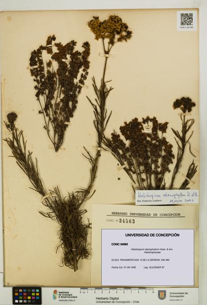Heliotropium stenophyllum [Espécimen: UDEC:CONC:0034563]