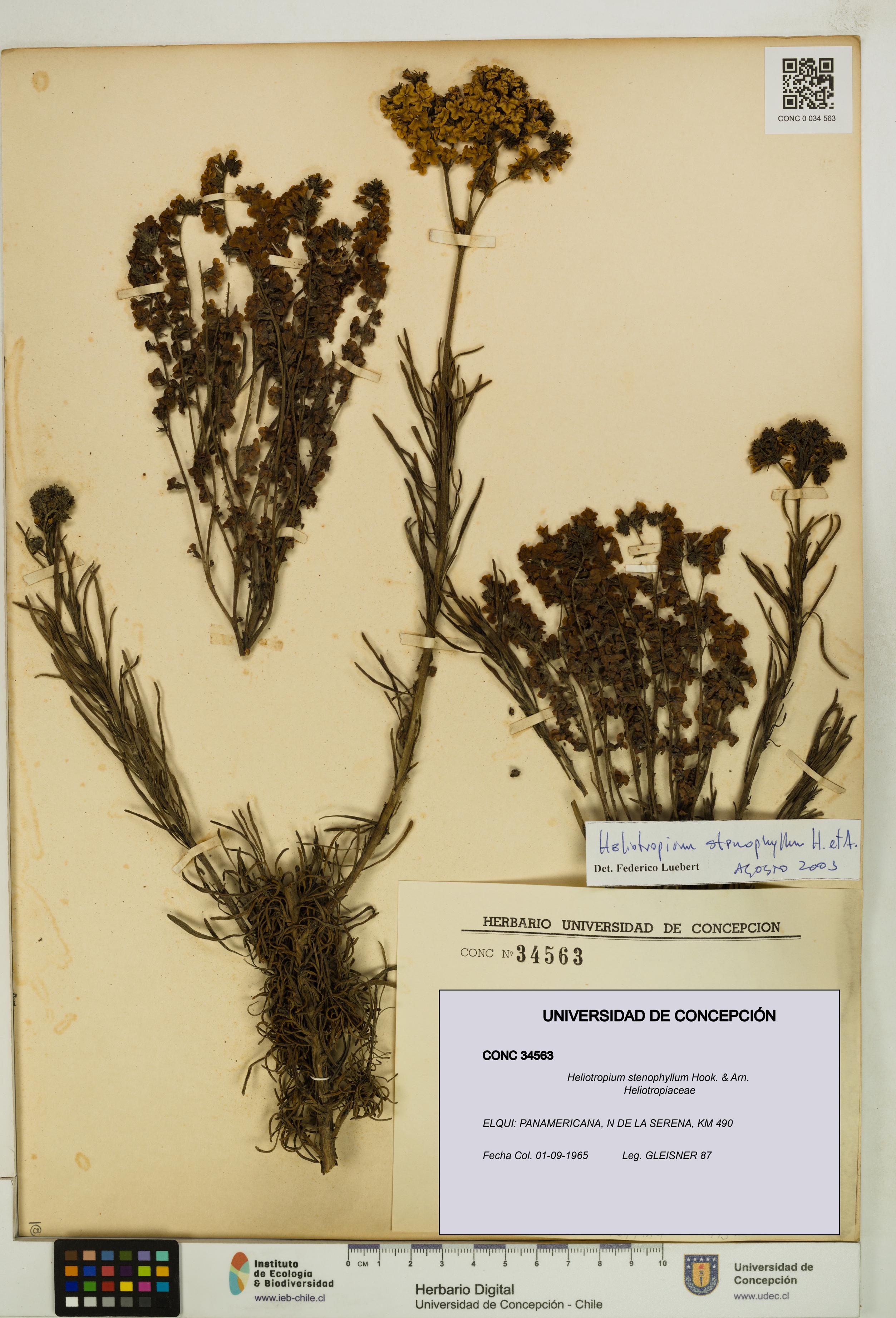 Heliotropium stenophyllum [Espécimen: UDEC:CONC:0034563]