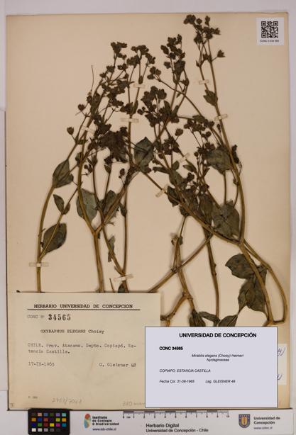 Mirabilis elegans [Espécimen: UDEC:CONC:0034565]