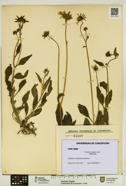 Encelia canescens [Espécimen: UDEC:CONC:0034568]