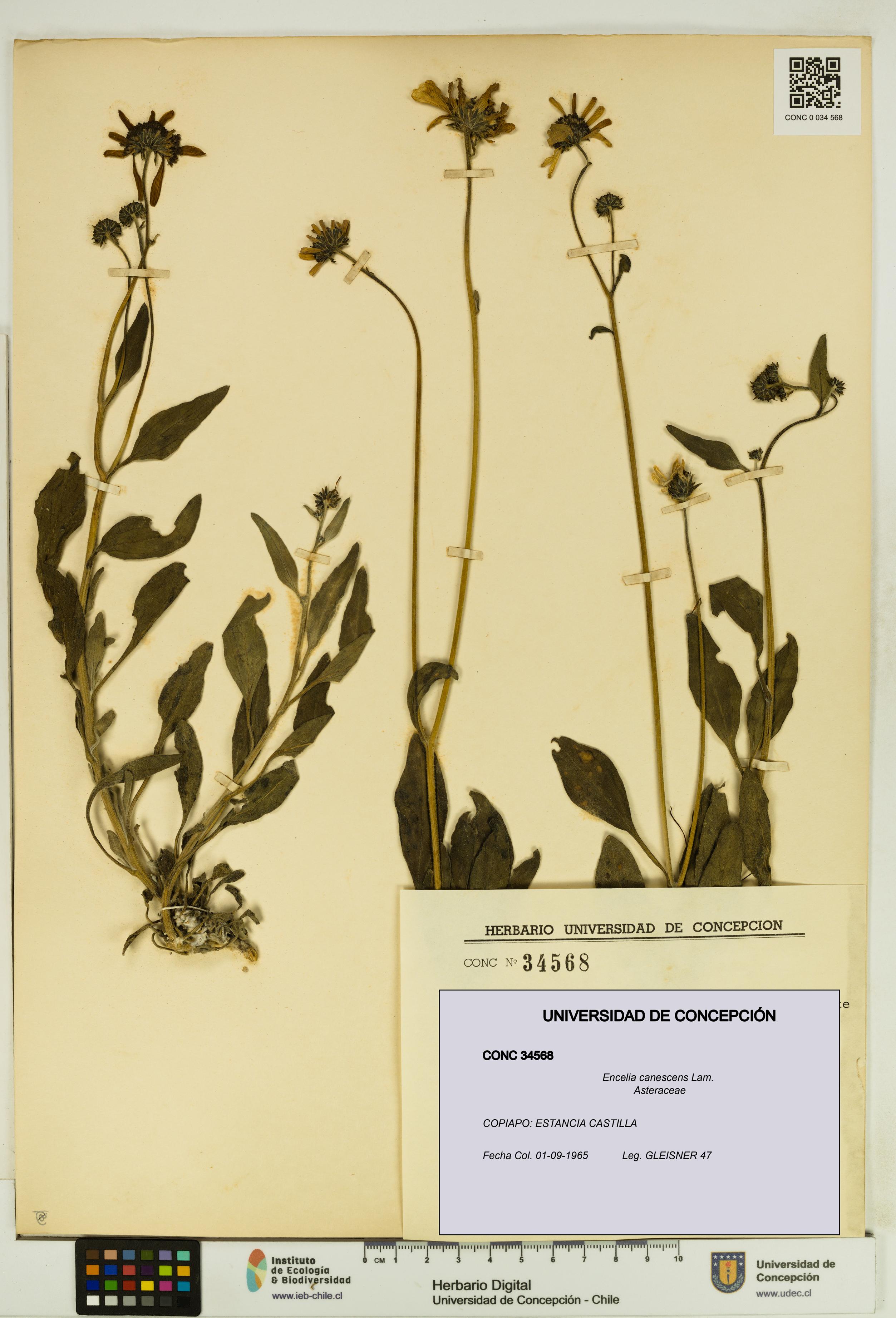 Encelia canescens [Espécimen: UDEC:CONC:0034568]