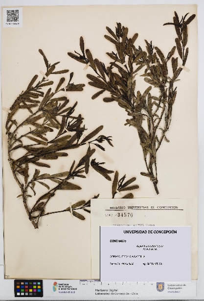 Skytanthus acutus [Espécimen: UDEC:CONC:0034570]