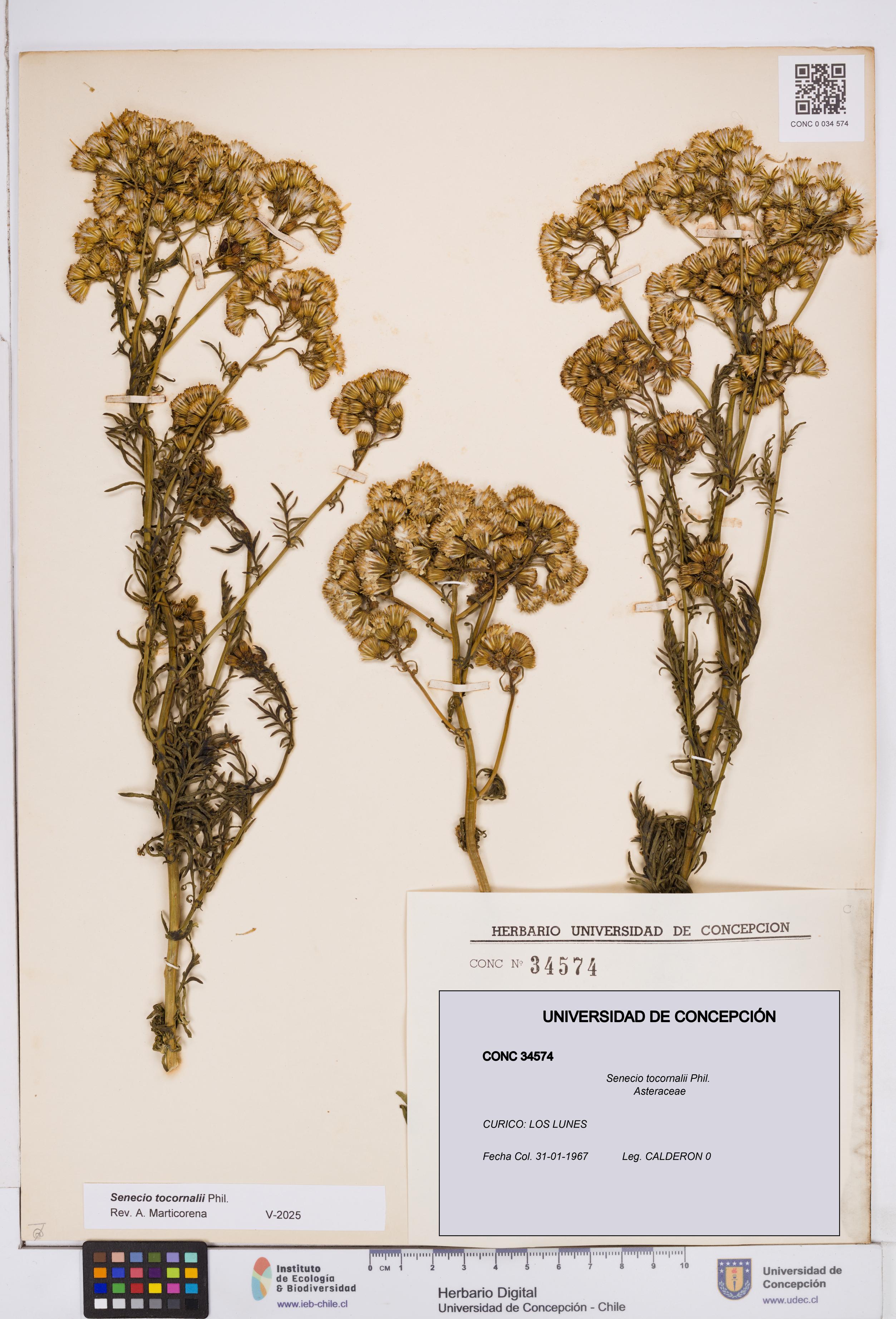 Senecio tocornalii [Espécimen: ]