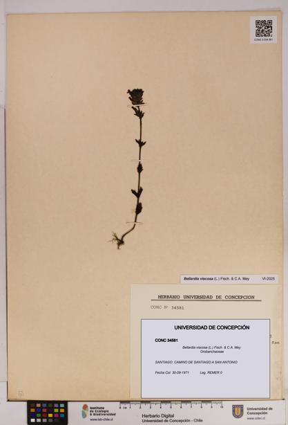 Bellardia viscosa [Espécimen: UDEC:CONC:0034581]