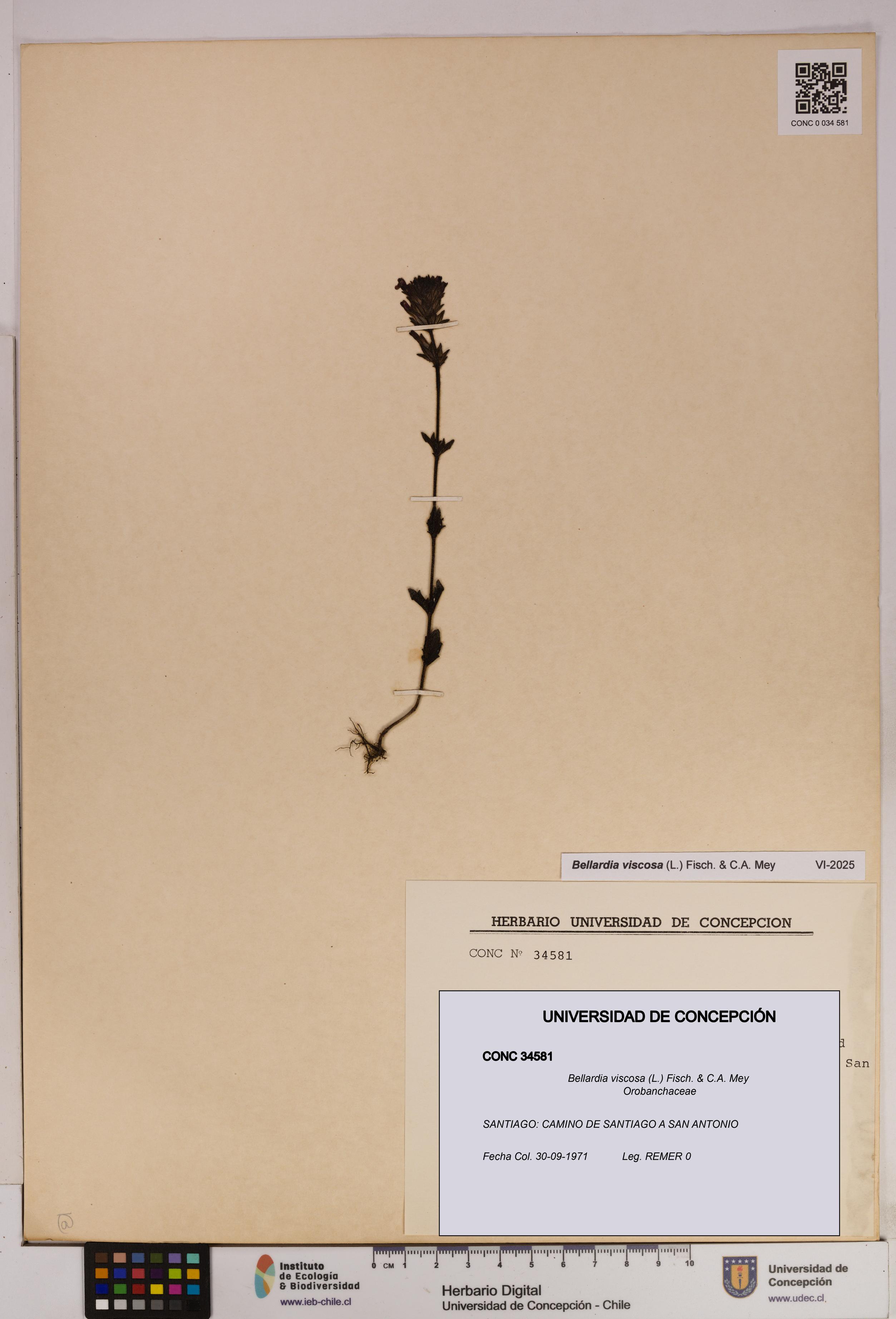 Bellardia viscosa [Espécimen: UDEC:CONC:0034581]