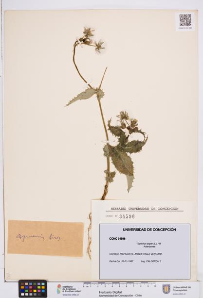 Sonchus asper [Espécimen: ]