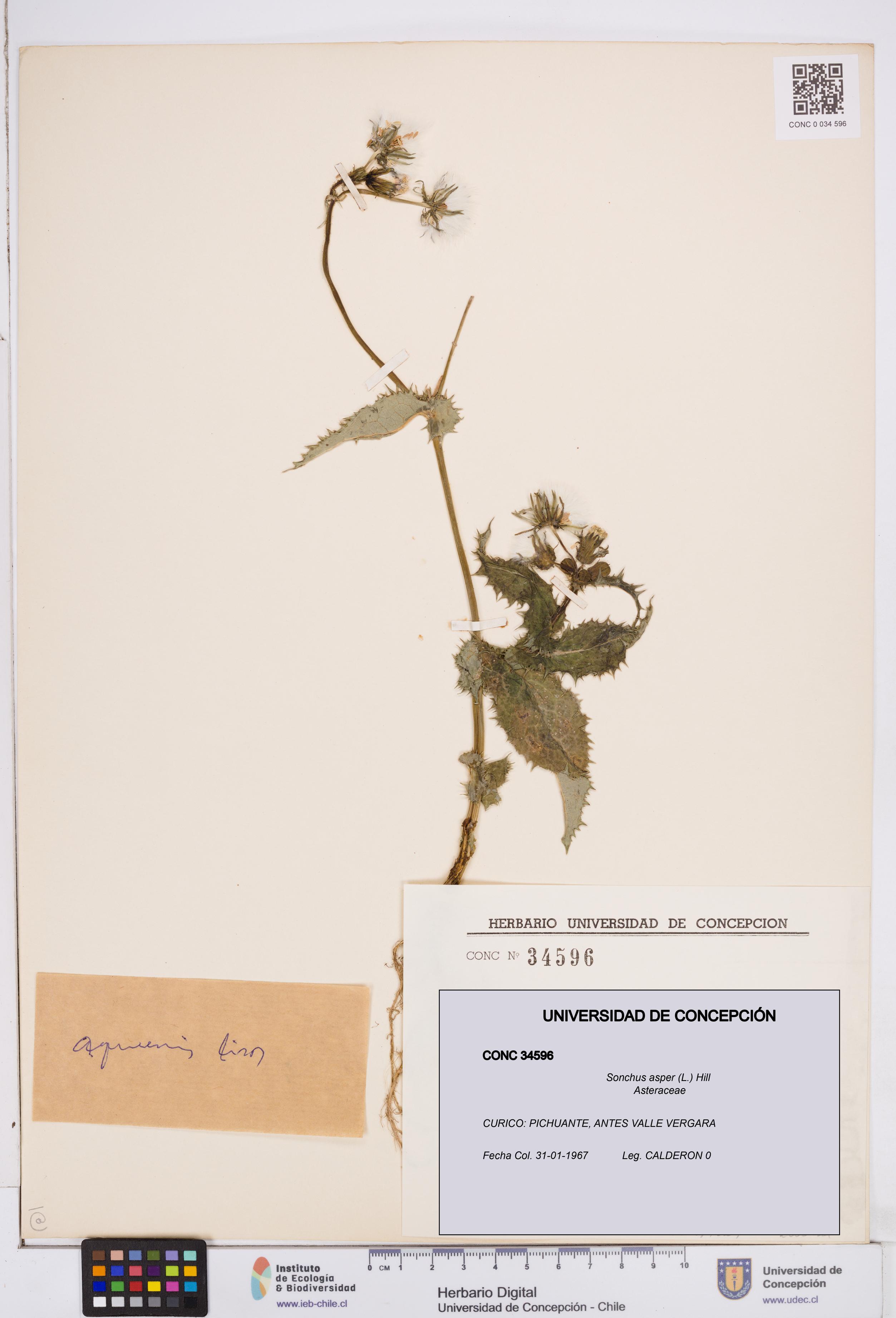 Sonchus asper [Espécimen: ]