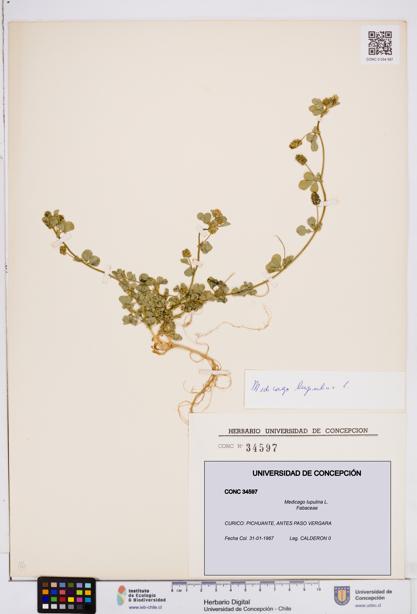 Medicago lupulina [Espécimen: ]
