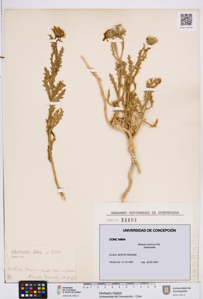 Senecio murinus [Espécimen: ]