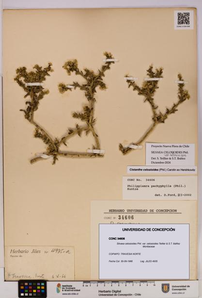 Silvaea celosioides var. celosioides [Espécimen: UDEC:CONC:0034606]