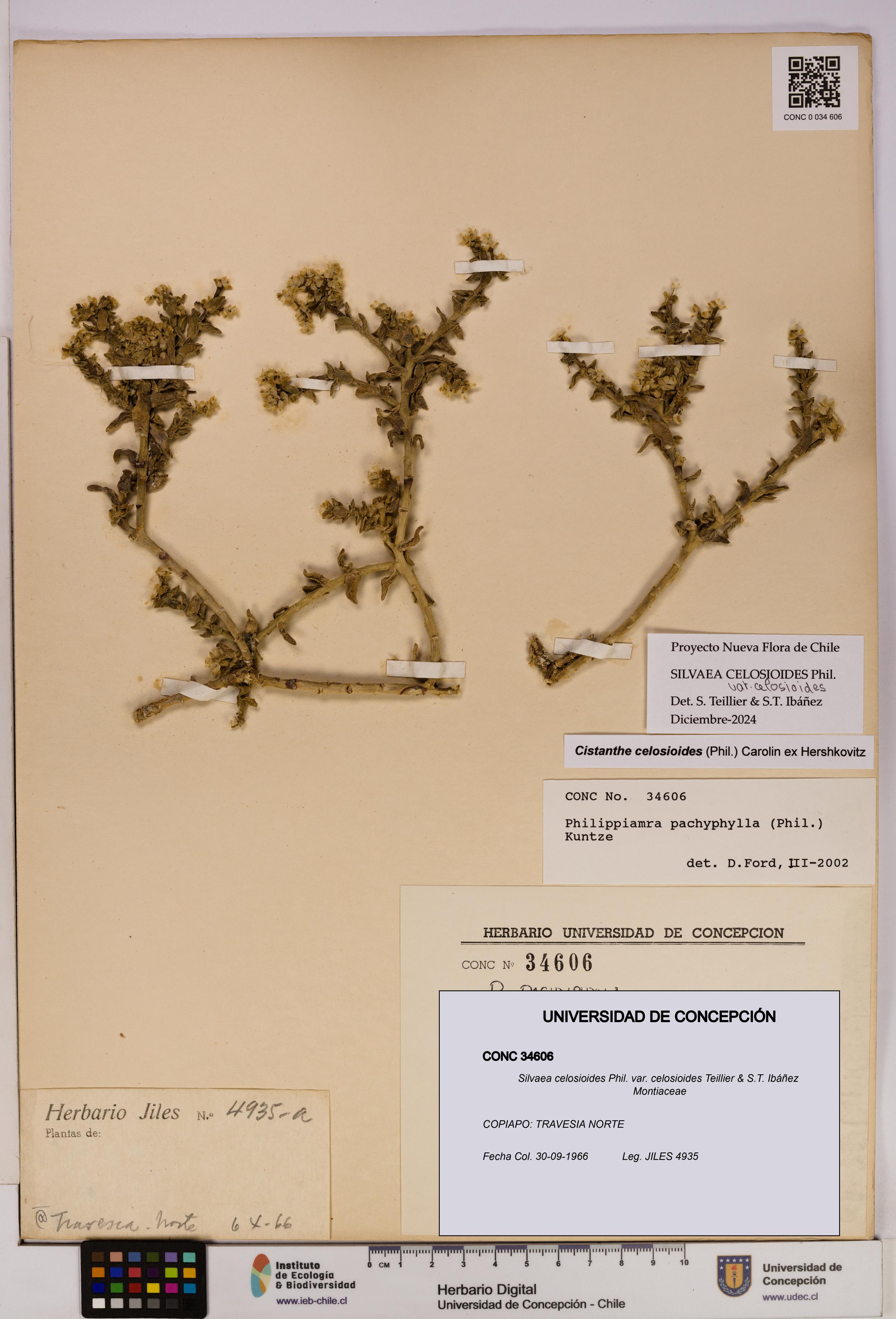 Silvaea celosioides var. celosioides [Espécimen: UDEC:CONC:0034606]