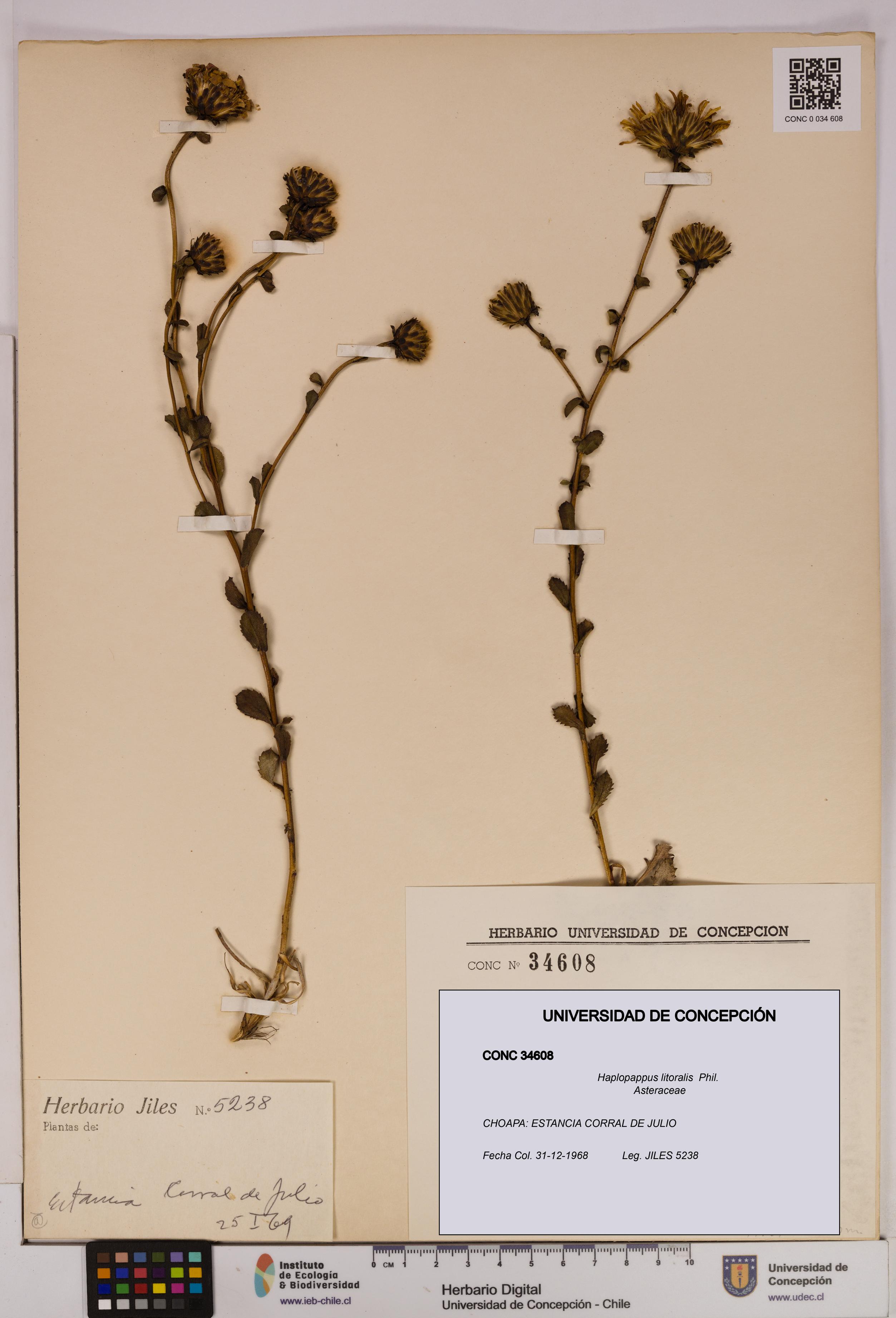 Haplopappus litoralis [Espécimen: UDEC:CONC:0034608]