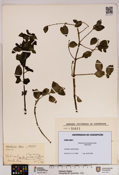 Peperomia fernandeziana [Espécimen: UDEC:CONC:0034611]