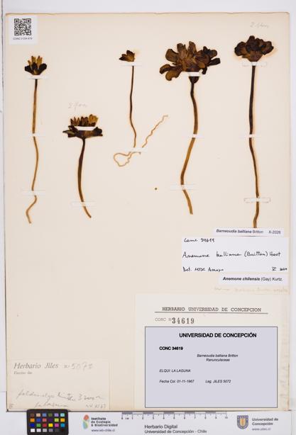 Barneoudia balliana [Espécimen: ]