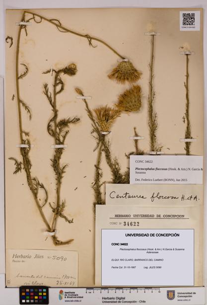 Plectocephalus floccosus [Espécimen: UDEC:CONC:0034622]