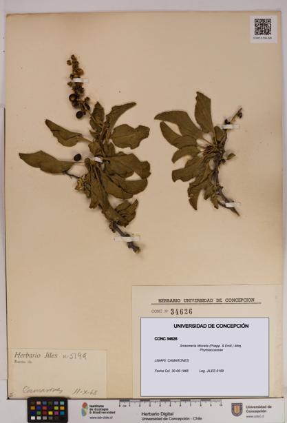 Anisomeria littoralis [Espécimen: UDEC:CONC:0034626]