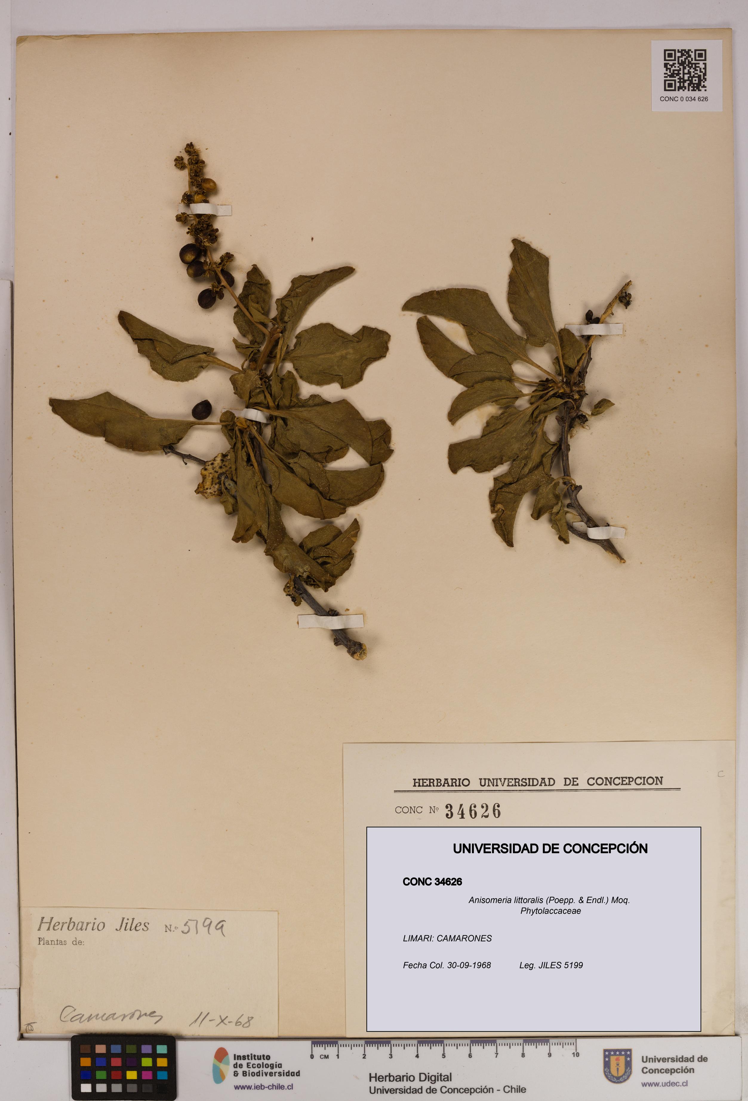Anisomeria littoralis [Espécimen: UDEC:CONC:0034626]