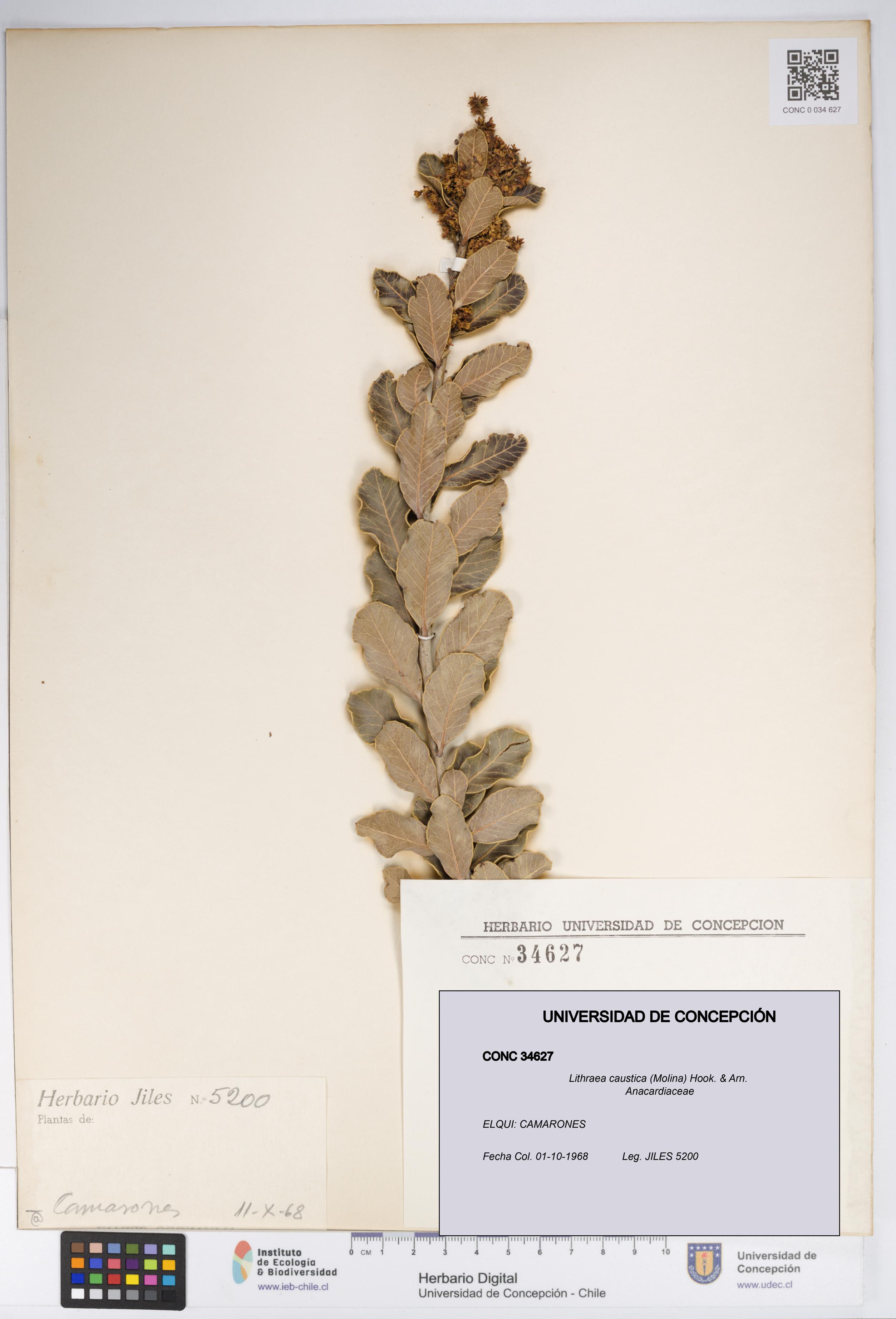 Lithraea caustica [Espécimen: UDEC:CONC:0034627]