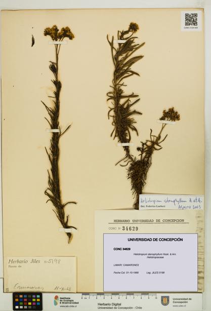 Heliotropium stenophyllum [Espécimen: UDEC:CONC:0034629]