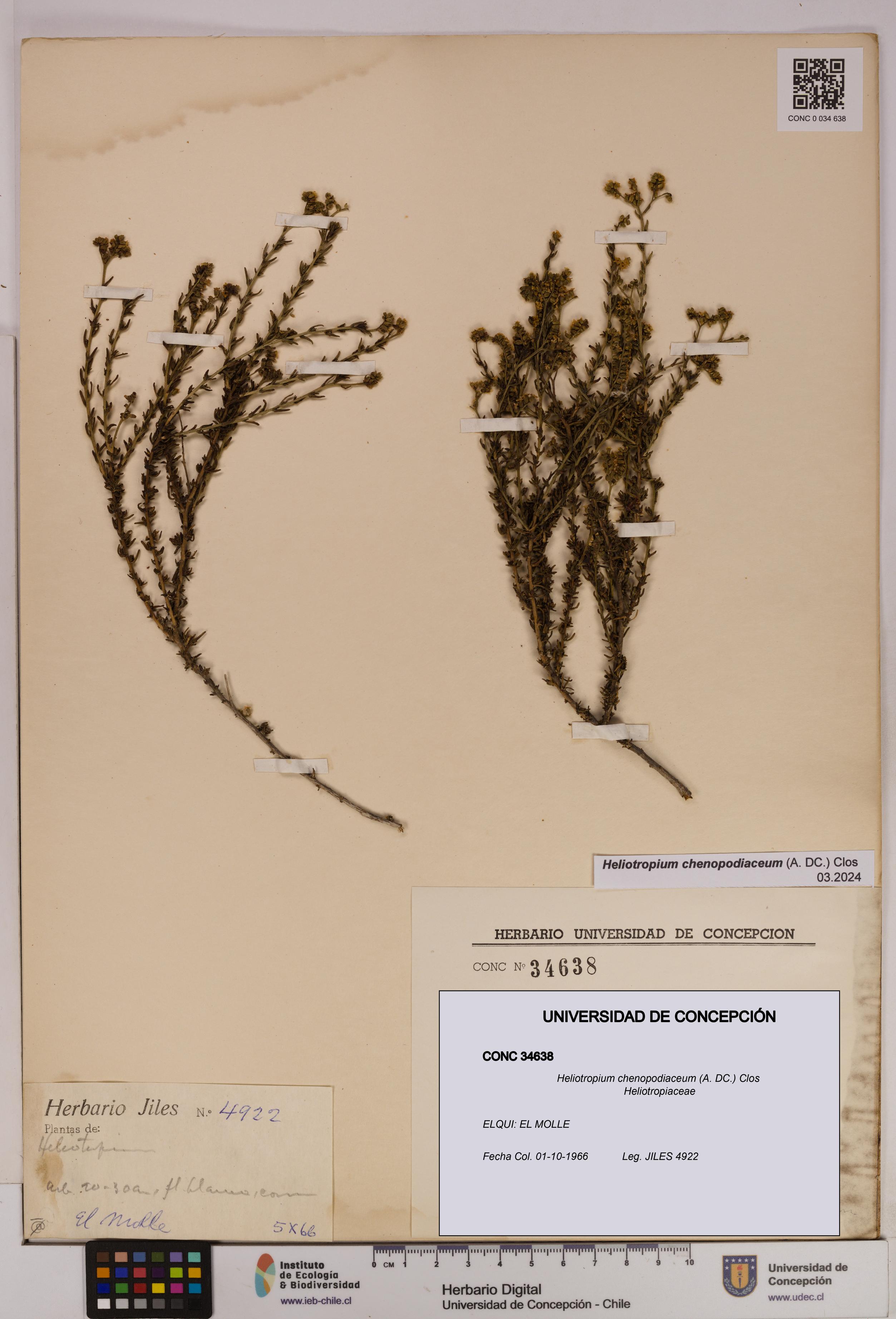 Heliotropium chenopodiaceum [Espécimen: UDEC:CONC:0034638]