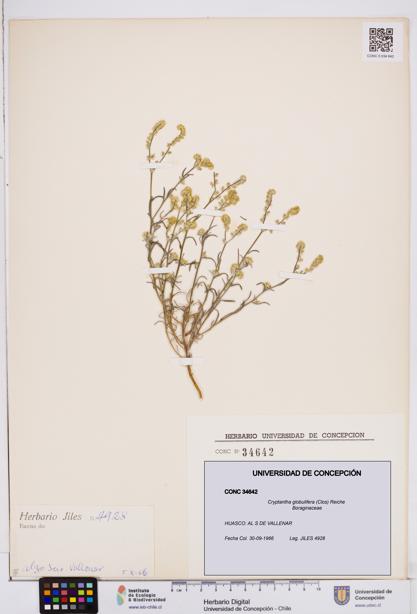 Cryptantha globulifera [Espécimen: ]