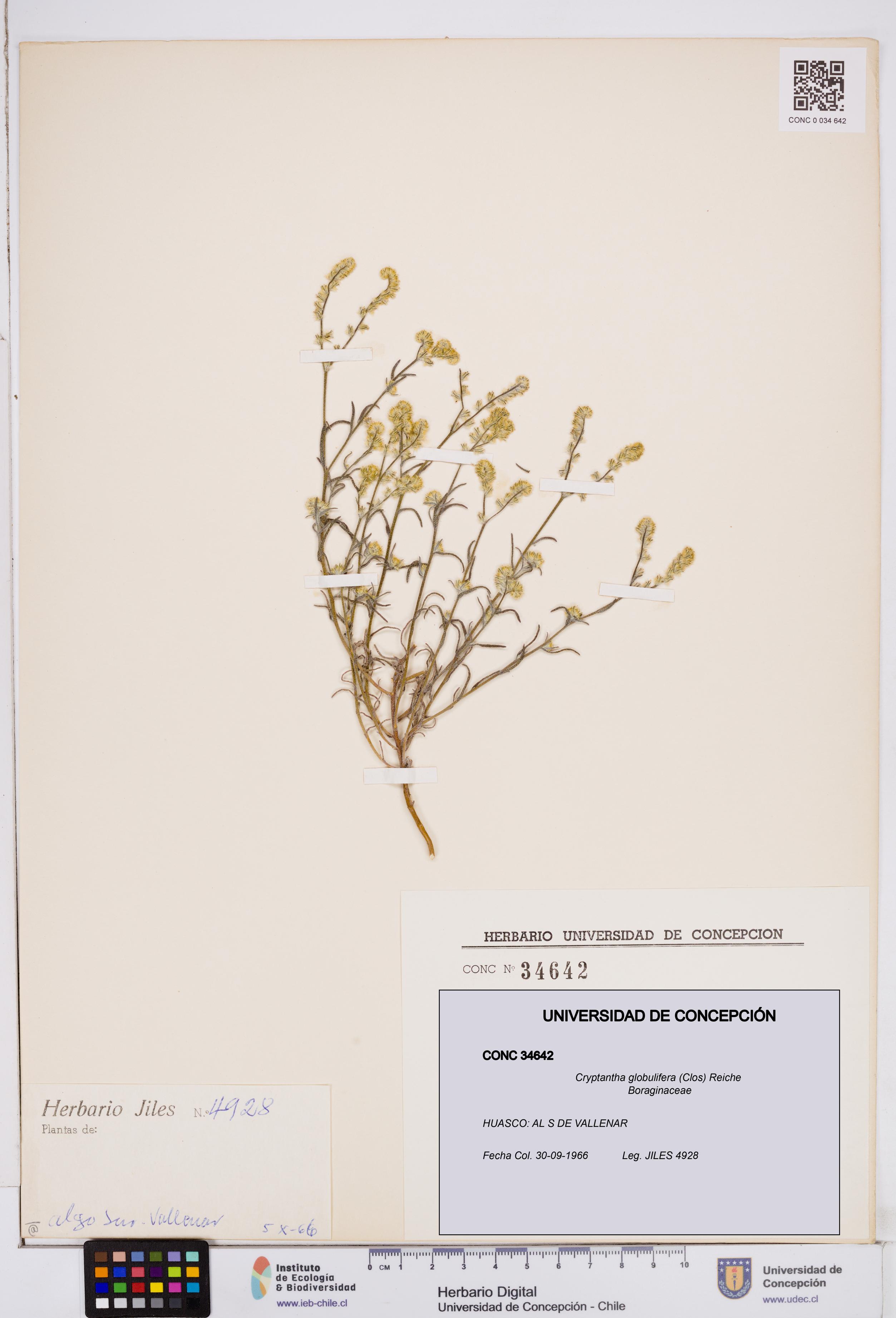 Cryptantha globulifera [Espécimen: ]