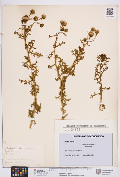 Senecio murinus [Espécimen: ]
