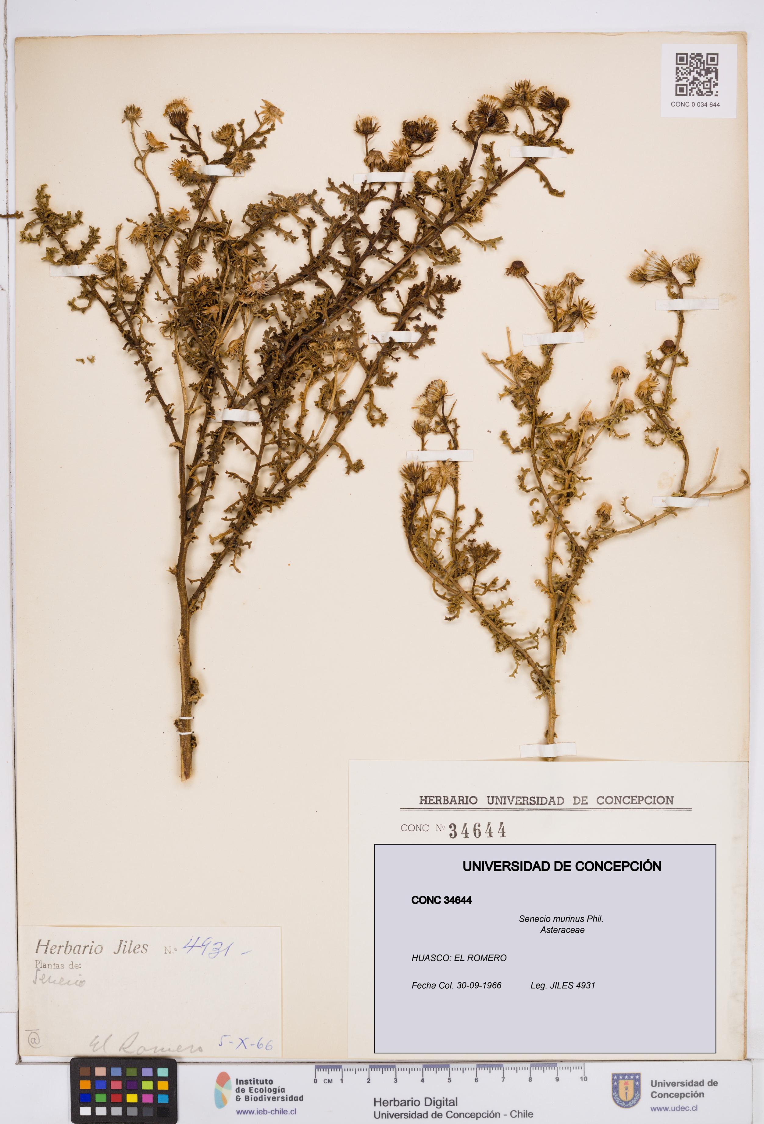 Senecio murinus [Espécimen: ]