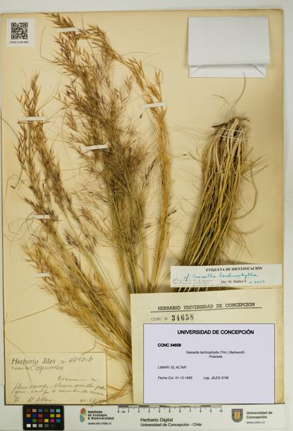 Nassella lachnophylla [Espécimen: UDEC:CONC:0034658]
