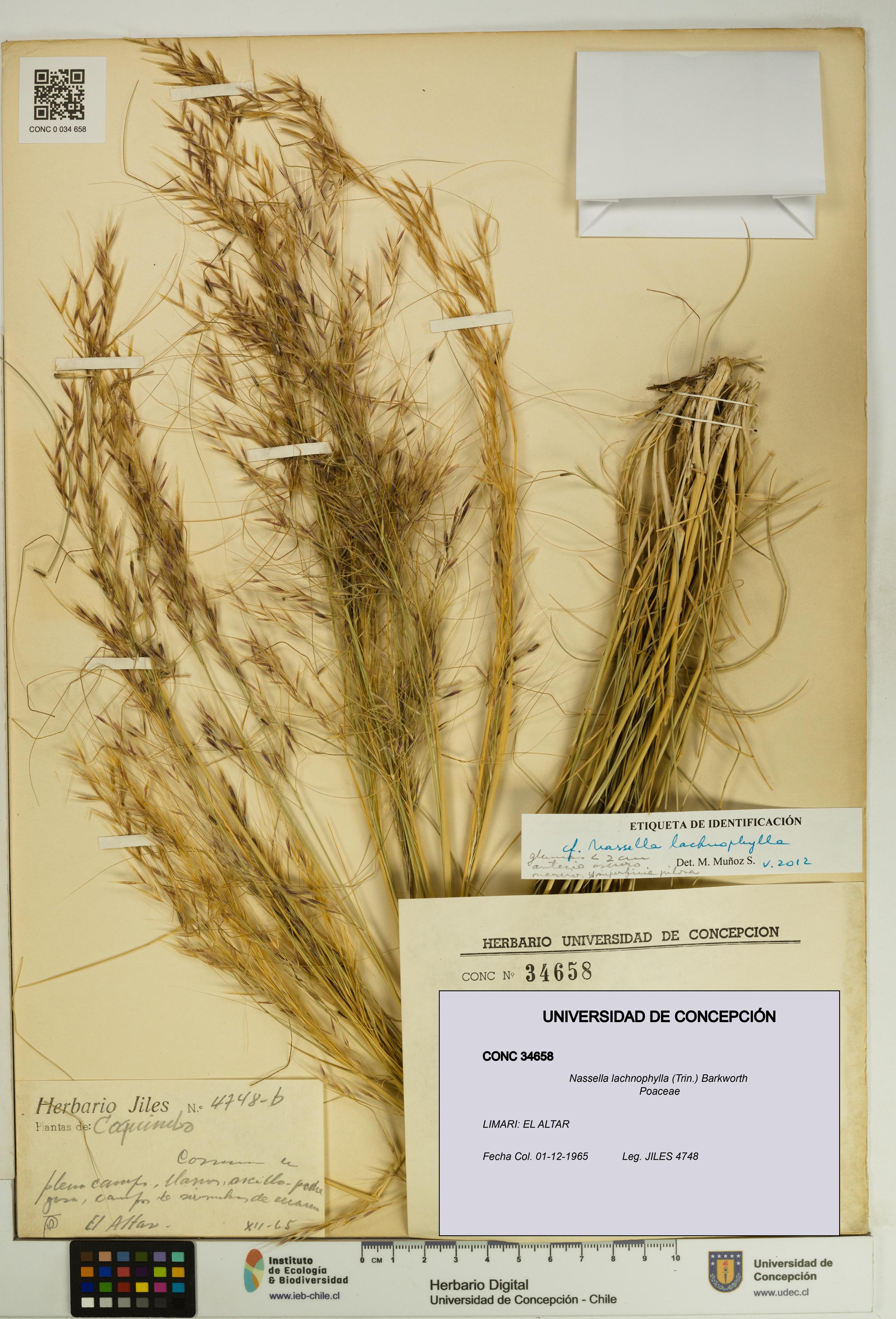 Nassella lachnophylla [Espécimen: UDEC:CONC:0034658]