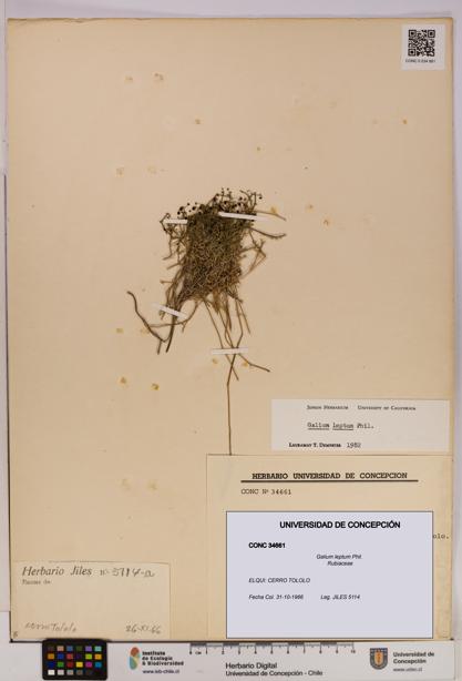 Galium leptum [Espécimen: UDEC:CONC:0034661]