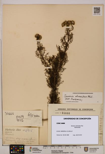 Senecio almeidae [Espécimen: UDEC:CONC:0034666]