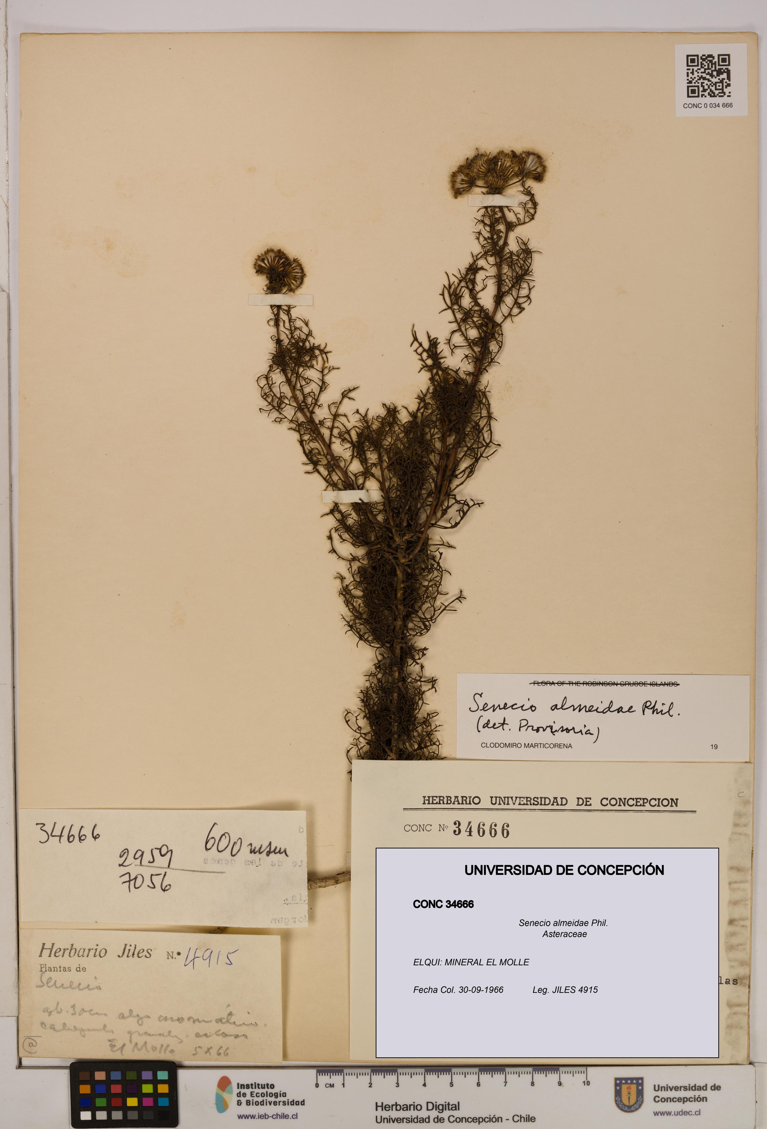 Senecio almeidae [Espécimen: UDEC:CONC:0034666]