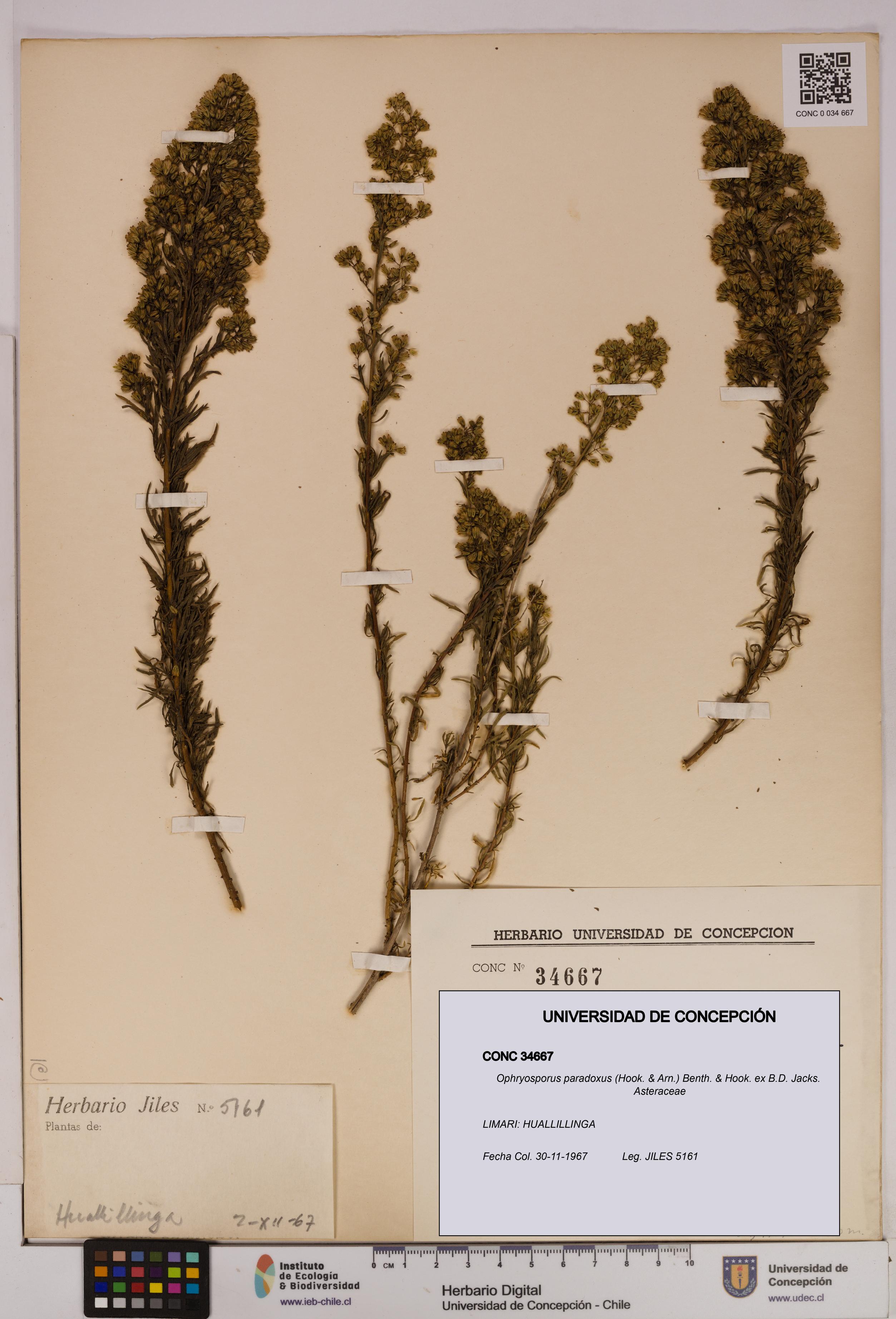 Ophryosporus paradoxus [Espécimen: UDEC:CONC:0034667]