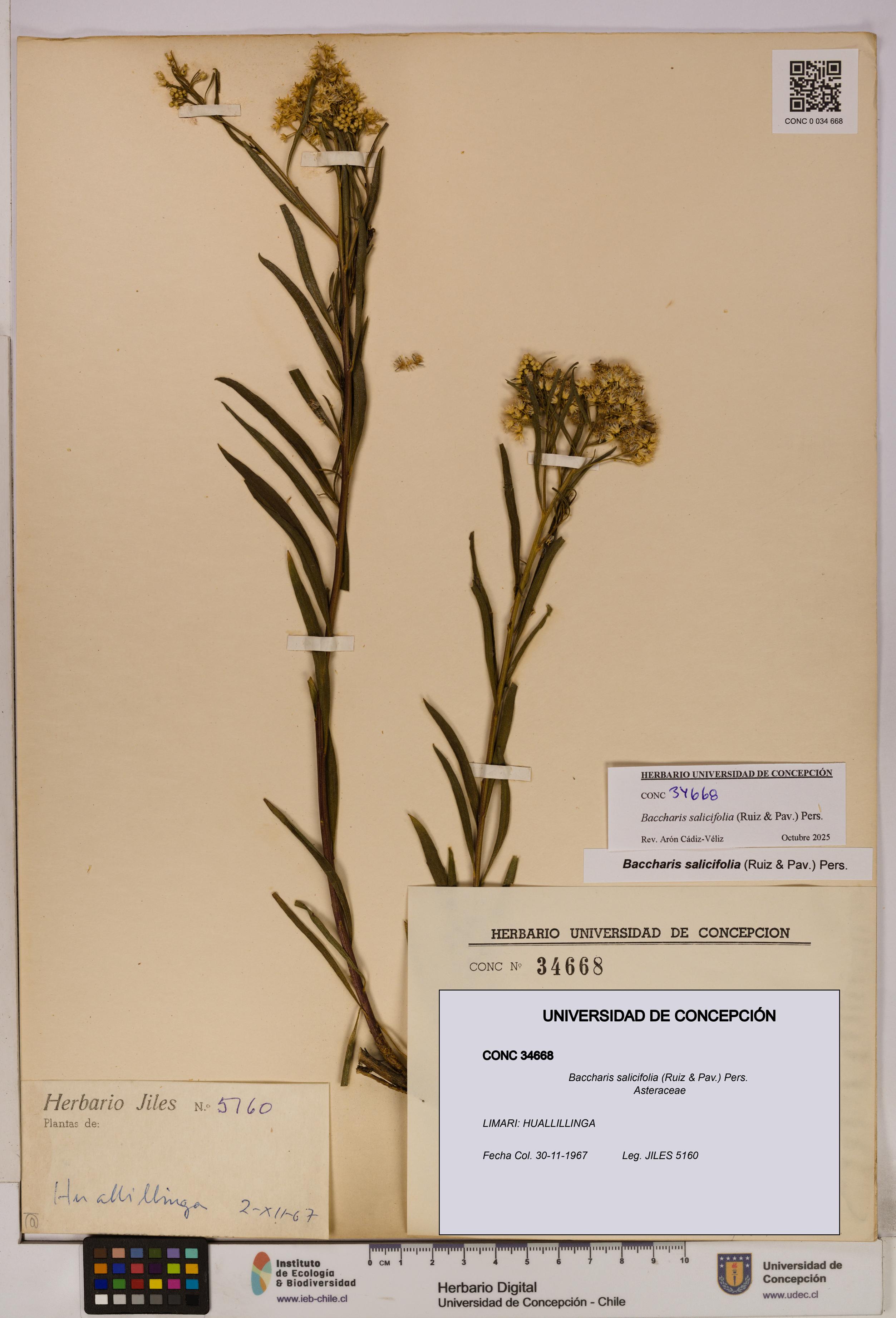 Baccharis salicifolia [Espécimen: UDEC:CONC:0034668]