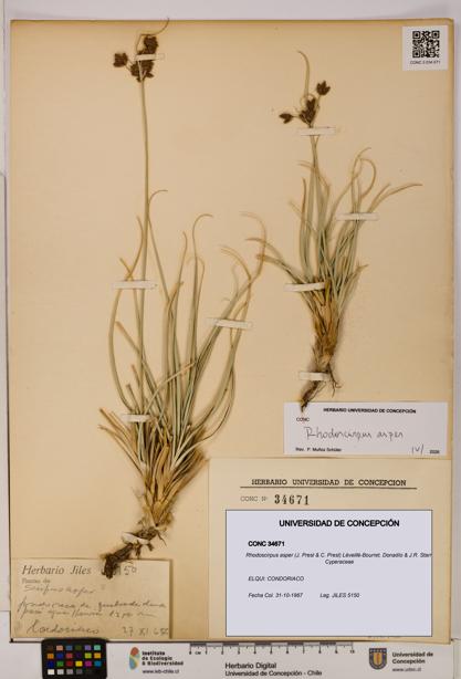 Rhodoscirpus asper [Espécimen: ]