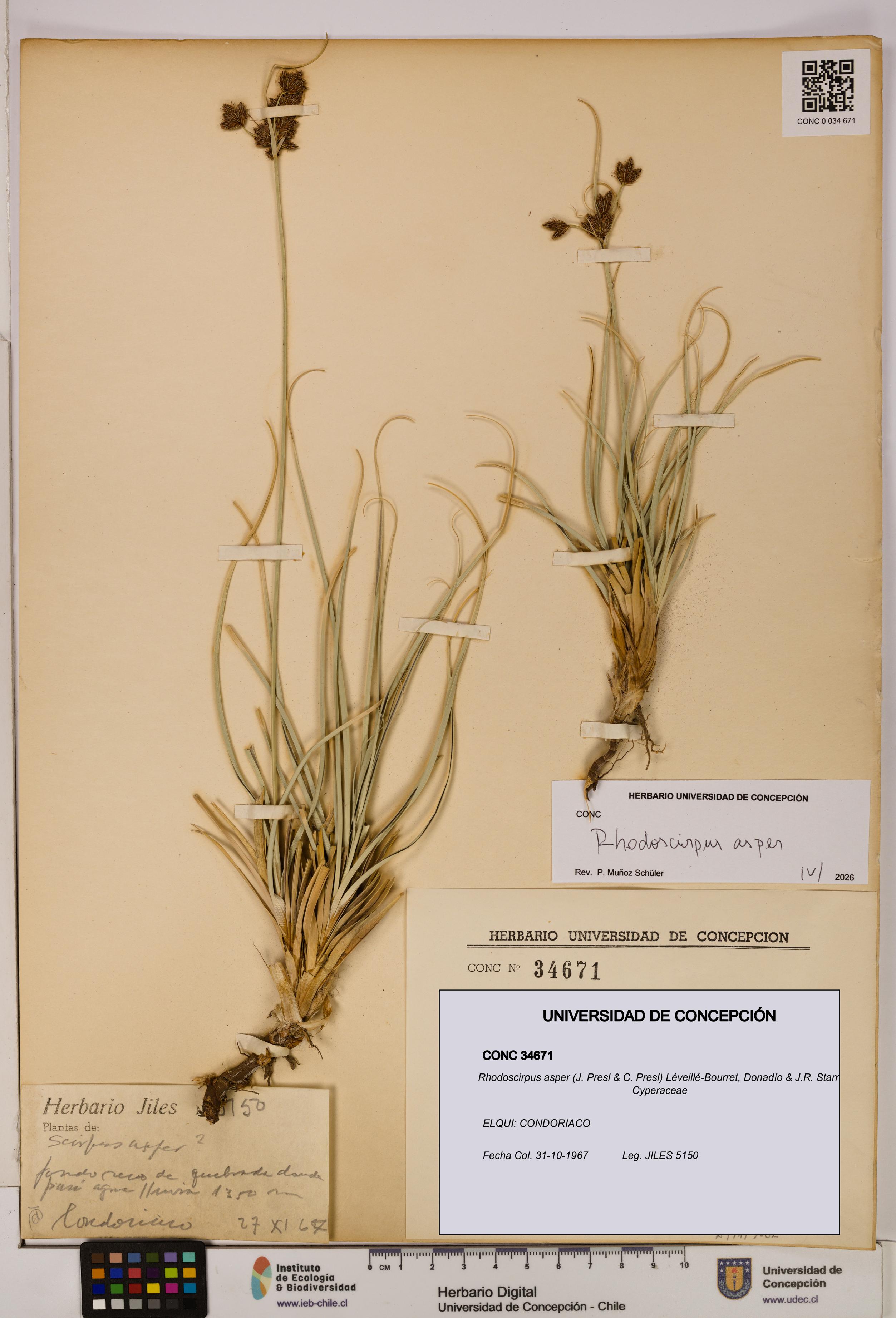Rhodoscirpus asper [Espécimen: ]