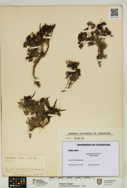Argylia geranioides [Espécimen: UDEC:CONC:0034673]