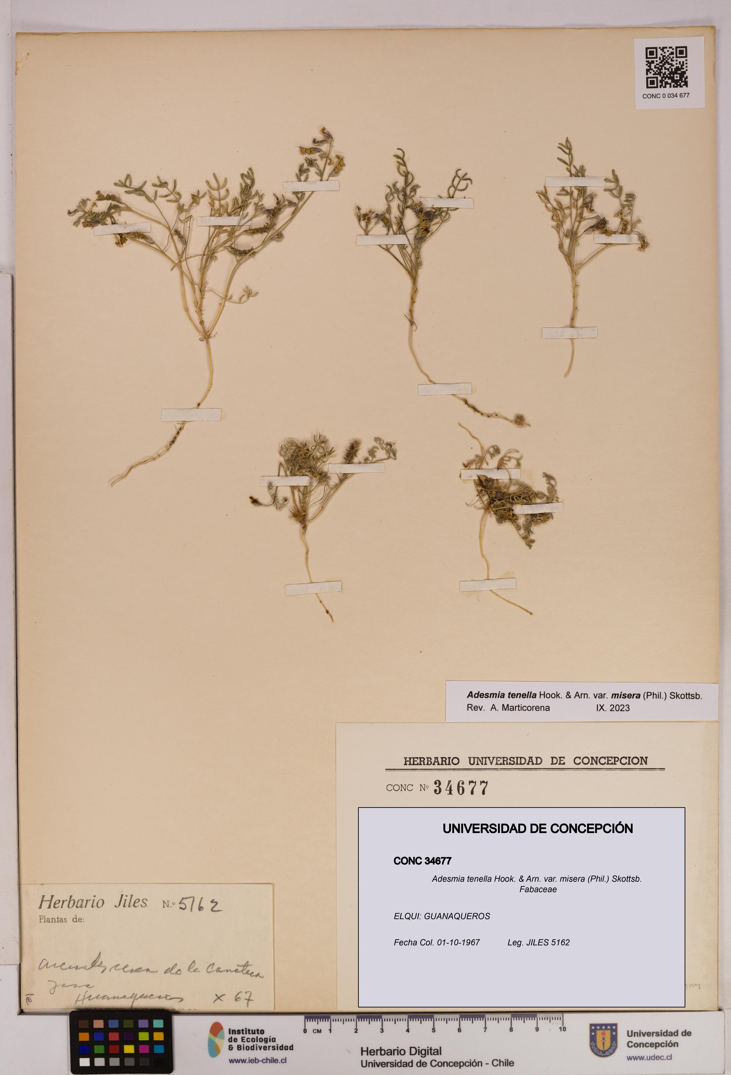 Adesmia tenella var. misera [Espécimen: UDEC:CONC:0034677]
