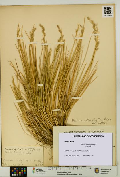 Festuca orthophylla [Espécimen: UDEC:CONC:0034682]