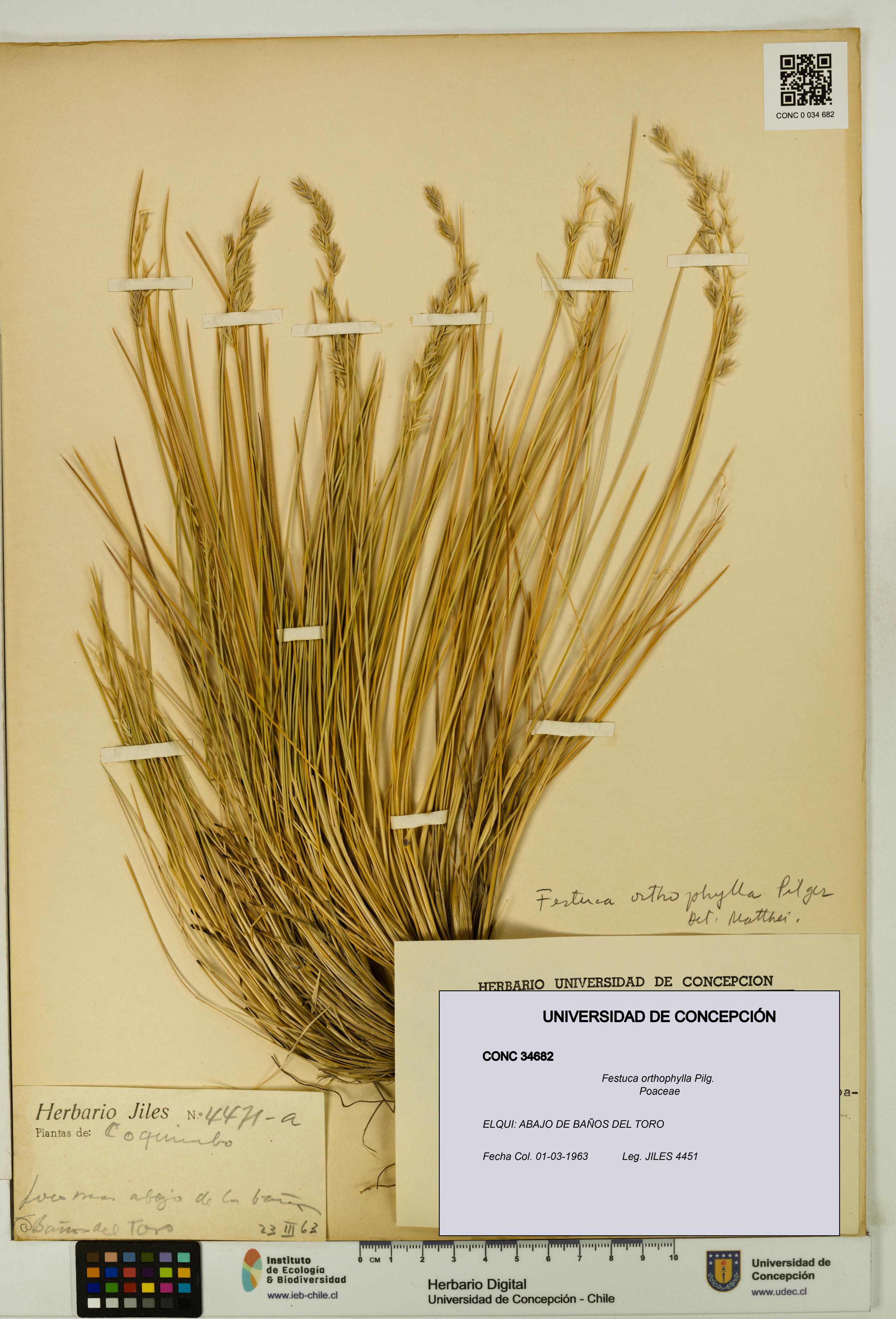 Festuca orthophylla [Espécimen: UDEC:CONC:0034682]